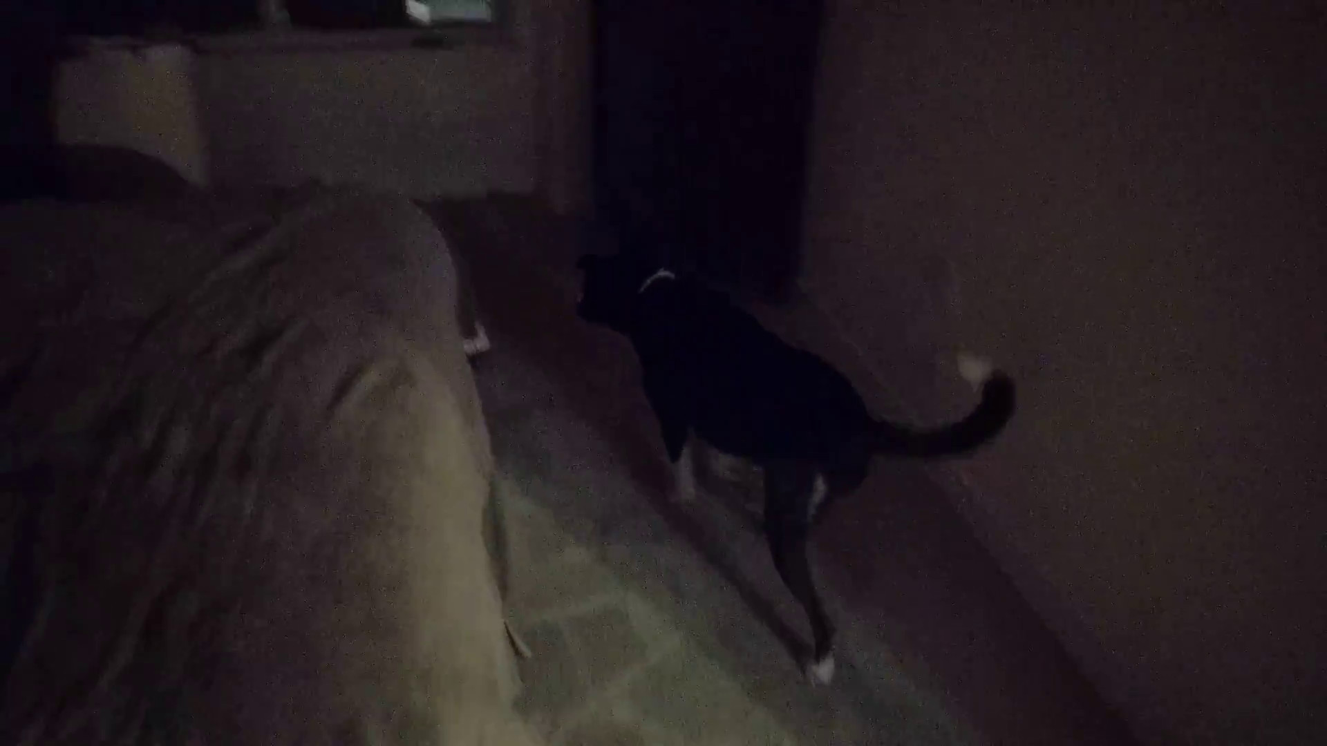 Lewis meets Roomba